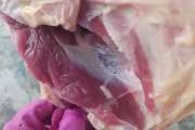 معدوم سازی 2 لاشه گوسفندی مبتلا به سارکوسیست در گناباد